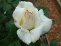 Thrips Rose 